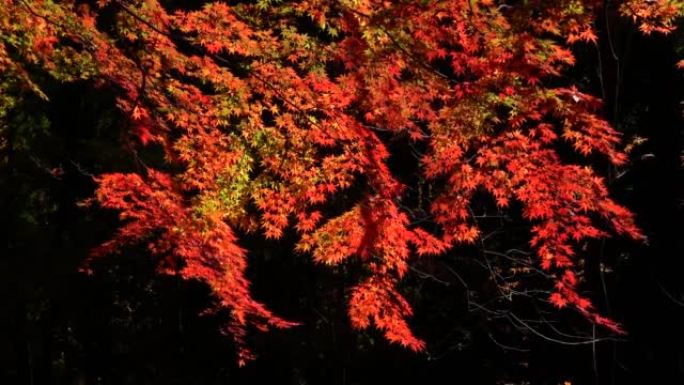 秋叶秋色鸡爪枫红枫树叶阳光光影