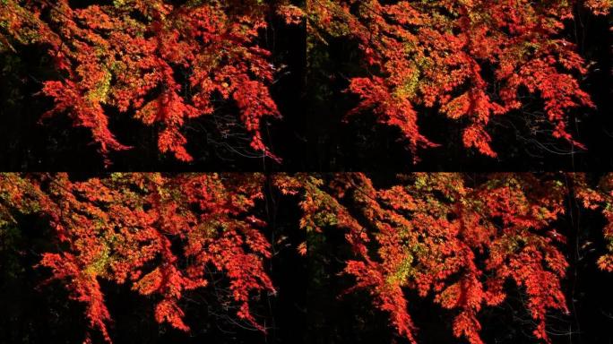 秋叶秋色鸡爪枫红枫树叶阳光光影
