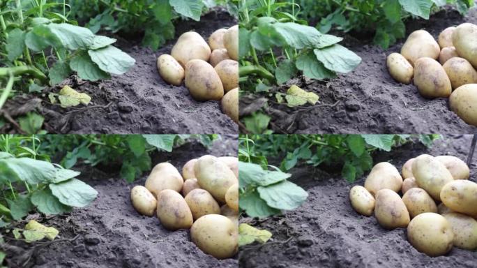 新挖的土豆在阳光下躺在地上