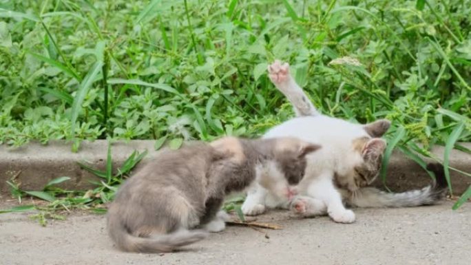 两只可爱的小猫在街上一起玩耍。在绿草丛中跳跃的流浪猫。无家可归的小猫在花园里玩耍放松。自然界中的动物