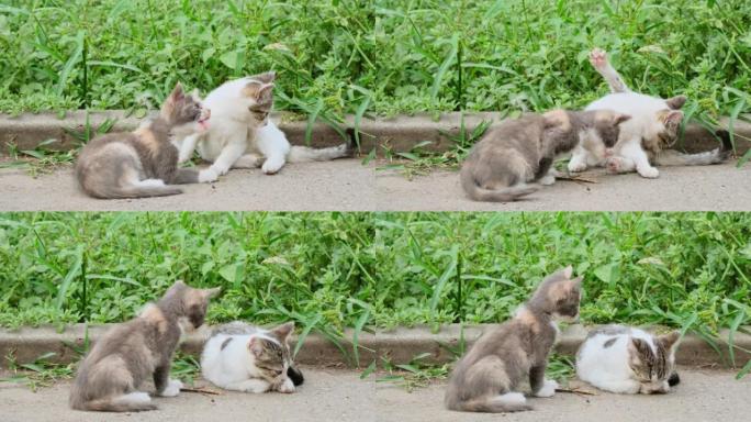 两只可爱的小猫在街上一起玩耍。在绿草丛中跳跃的流浪猫。无家可归的小猫在花园里玩耍放松。自然界中的动物
