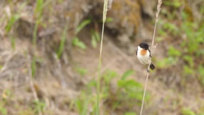 欧洲石查特 (Saxicola rubicola) 千岛群岛