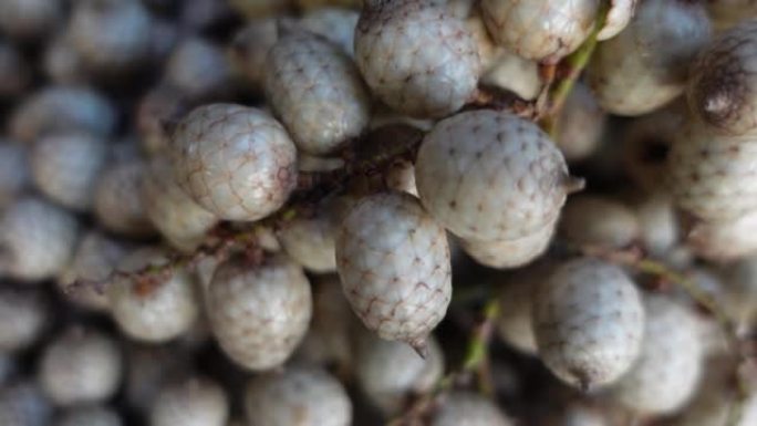 热带水果Calamus tenuis或Canella浆果。某些甘蔗树的这种攀缘棕榈果在成熟时可食用。