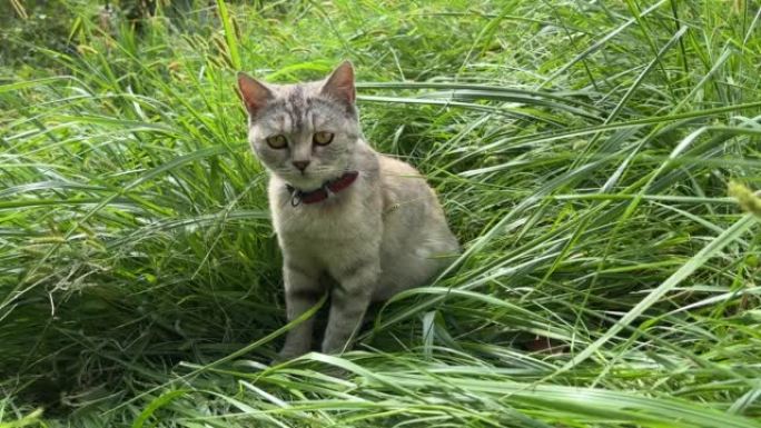 可爱的猫坐在绿草的草坪上。