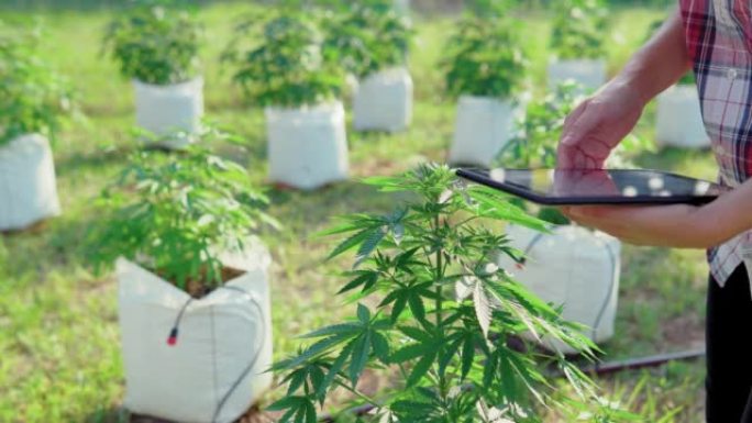 近距离拍摄女性的手在田野中间检查大麻植物。大麻种植