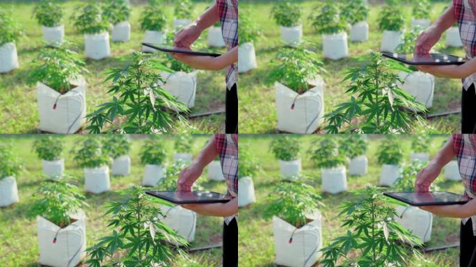 近距离拍摄女性的手在田野中间检查大麻植物。大麻种植