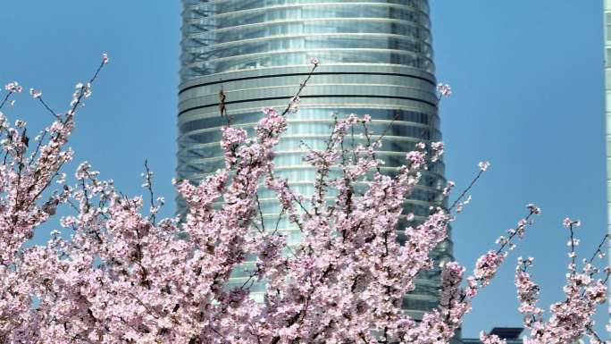 上海城市春天陆家嘴樱花北上广樱花