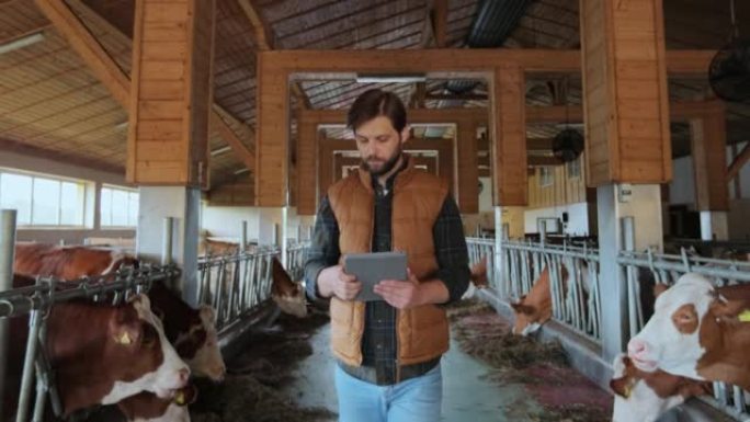 农民在现代奶牛场使用平板电脑的橙色背心。农业企业主检查数据持有畜牧业的tabletPC。挤奶制造专业
