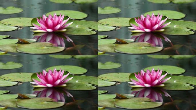 美丽的粉红色睡莲在宁静的池塘与漂亮的反射，4k慢动作镜头循环效果。