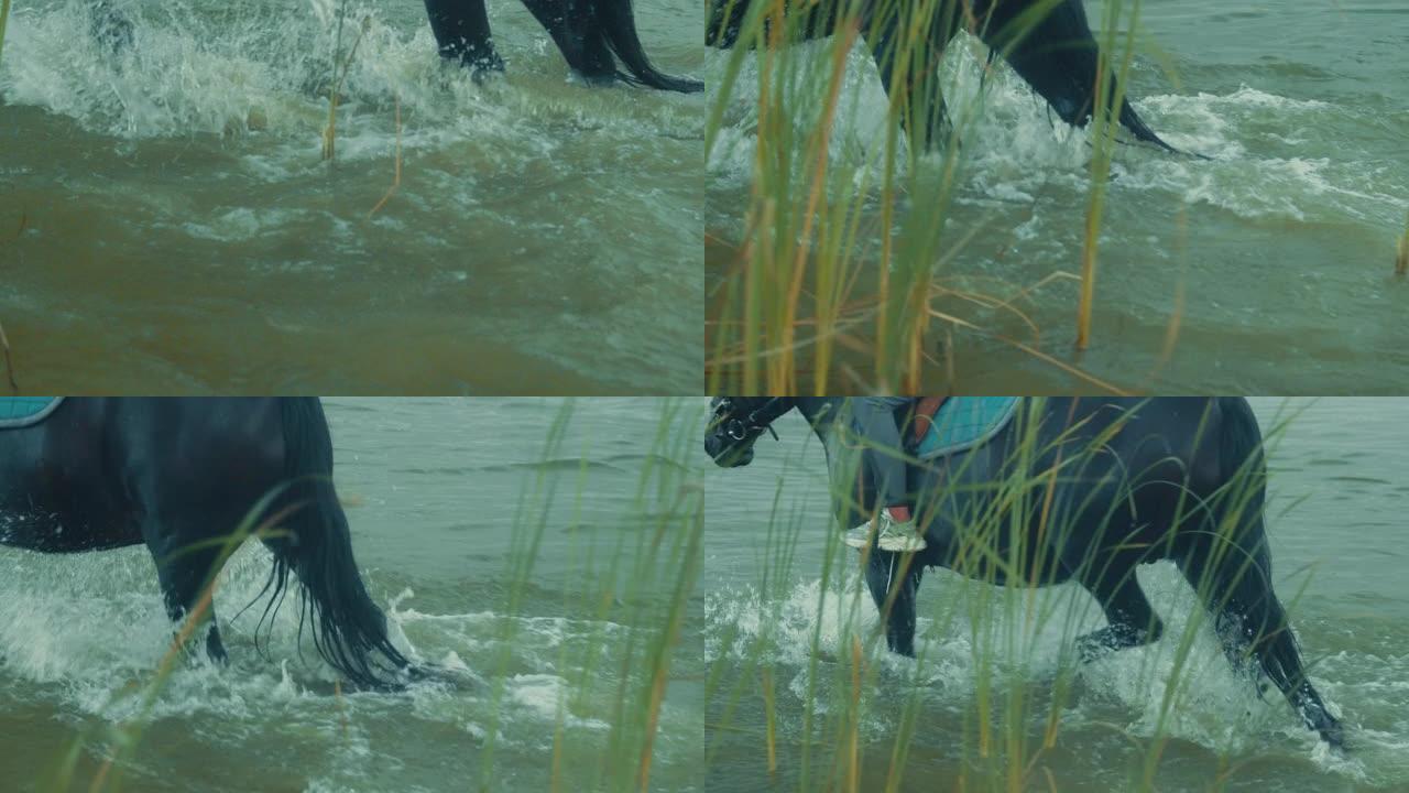 在水上行走的马。