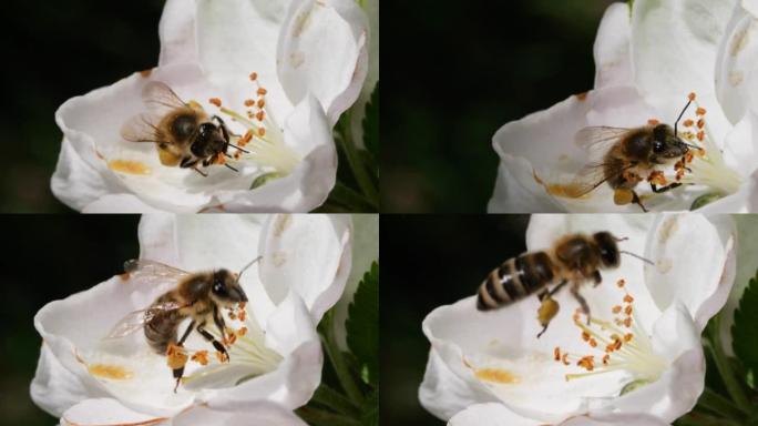 宏射蜜蜂授粉春树白花盛开。慢动作飞行蜜蜂覆盖着花粉，从白色苹果花中收集花蜜。春天的苹果花关闭。