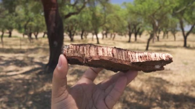 Cork tree garden (cork oak) is a long-standing bus