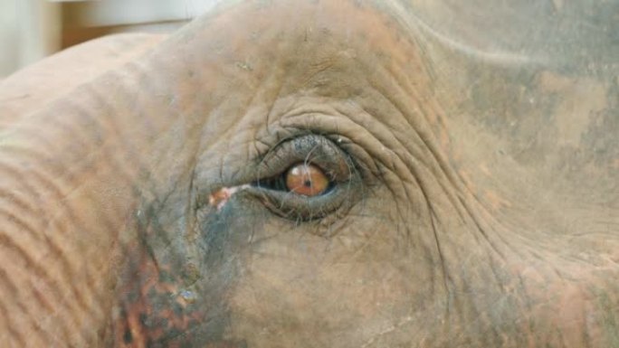 在阳光明媚的日子里，在泰国清迈山区丛林中间近距离拍摄大象眼睛的4k电影慢动作野生动物自然镜头。