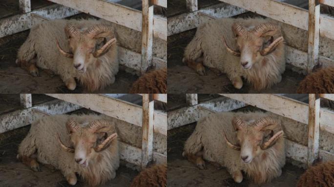 特写雄性绵羊公羊转头看着相机。高质量4k镜头