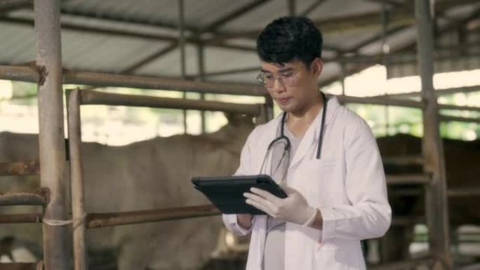 智能农场4.0概念。亚洲兽医使用数字平板电脑上的应用程序来监测牛的健康。