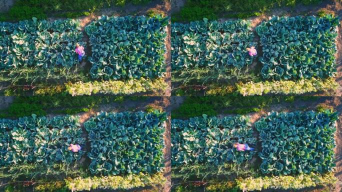 在卷心菜园里工作的农妇。有机自产蔬菜，顶级鸟瞰图4k视频
