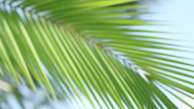 4k。热带椰子棕榈叶在阳光下摇曳。夏季背景