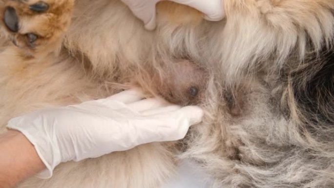 近距离拍摄狗的癌性肿瘤，乳腺癌，肿瘤学。兽医戴着白色医用手套检查生长。