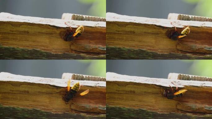 一只黄蜂啃在一块腐烂的木板上。