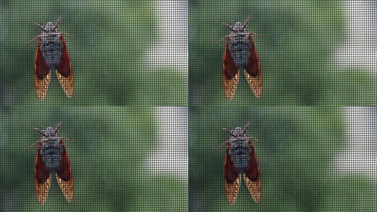 香脂蟋蟀或蝉爬在电线上