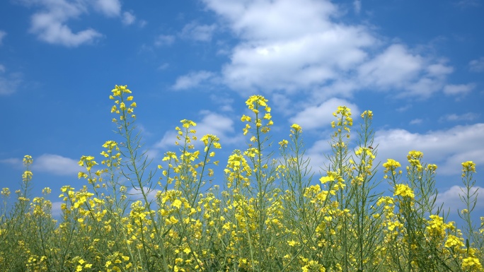 8K重庆潼南油菜花景区实拍9