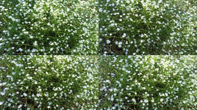 春天绿草质地白色小花。田野里的小白花