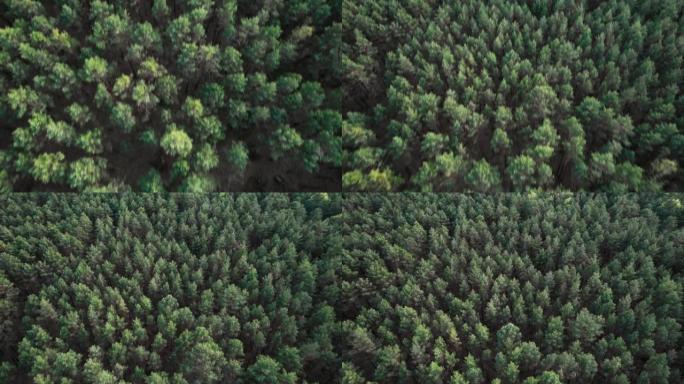 飞越森林。高大的树木。直升机上的景色。直升机搜索。摄像机在不同高度的前向运动。版本3