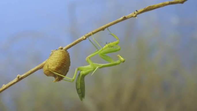 绿色螳螂坐在蓝天背景上的Ootheca (Oviparity) 旁边的灌木丛树枝上