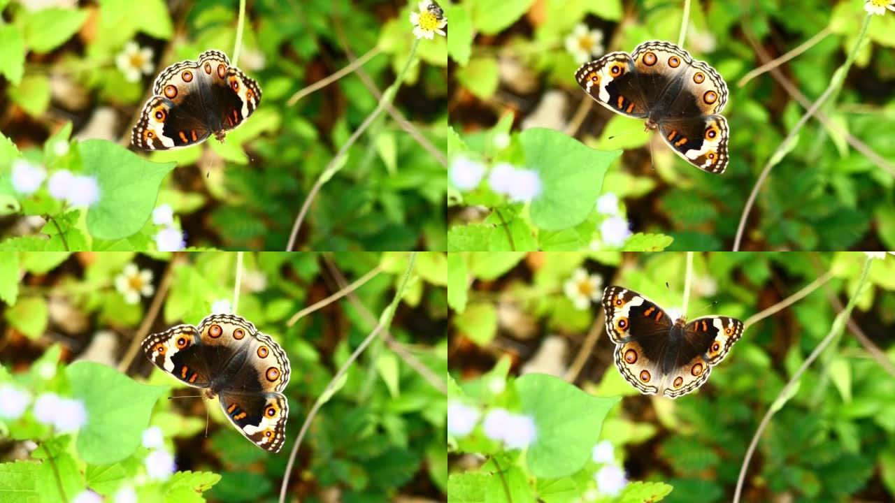 雌性蓝色三色堇蝴蝶在西班牙针花上寻找花蜜