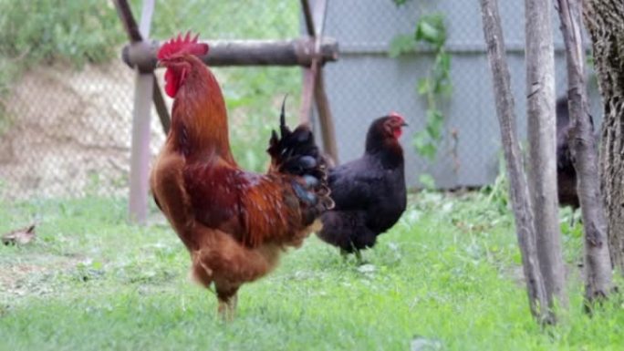 村子里有一只红色簇绒的大公鸡。年轻的红公鸡罗德岛红谷仓混合物。一只橙色罗德岛公鸡在一个小农场的美丽视