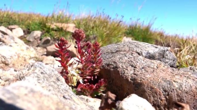 在印第安峰荒野地区的科罗拉多大陆分水岭上，干燥的野花在微风中吹来。