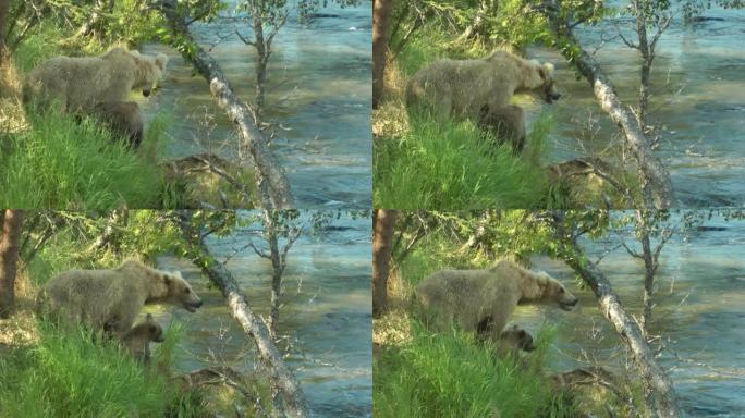 阿拉斯加河附近的灰熊和幼崽