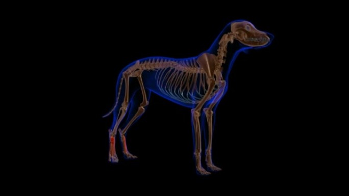 短指伸肌犬肌肉解剖医学概念3D动画