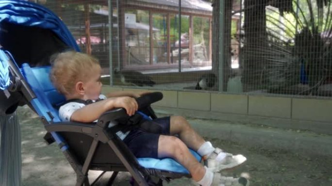 夏天在动物园里看动物的孩子，婴儿车里看孔雀的蹒跚学步的男孩。