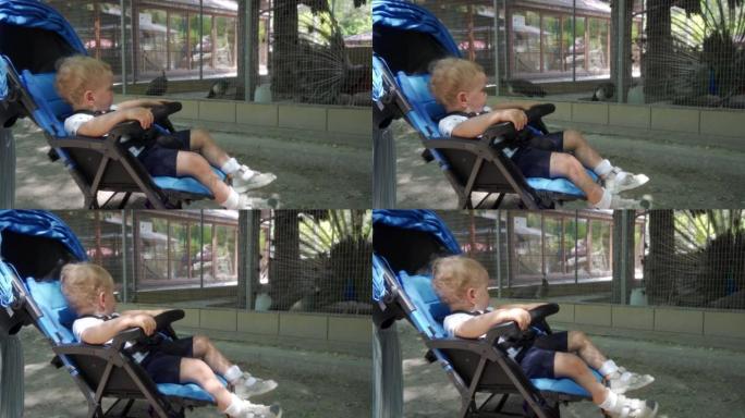 夏天在动物园里看动物的孩子，婴儿车里看孔雀的蹒跚学步的男孩。