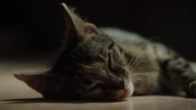 猫睡觉和放松猫咪猫特写可爱