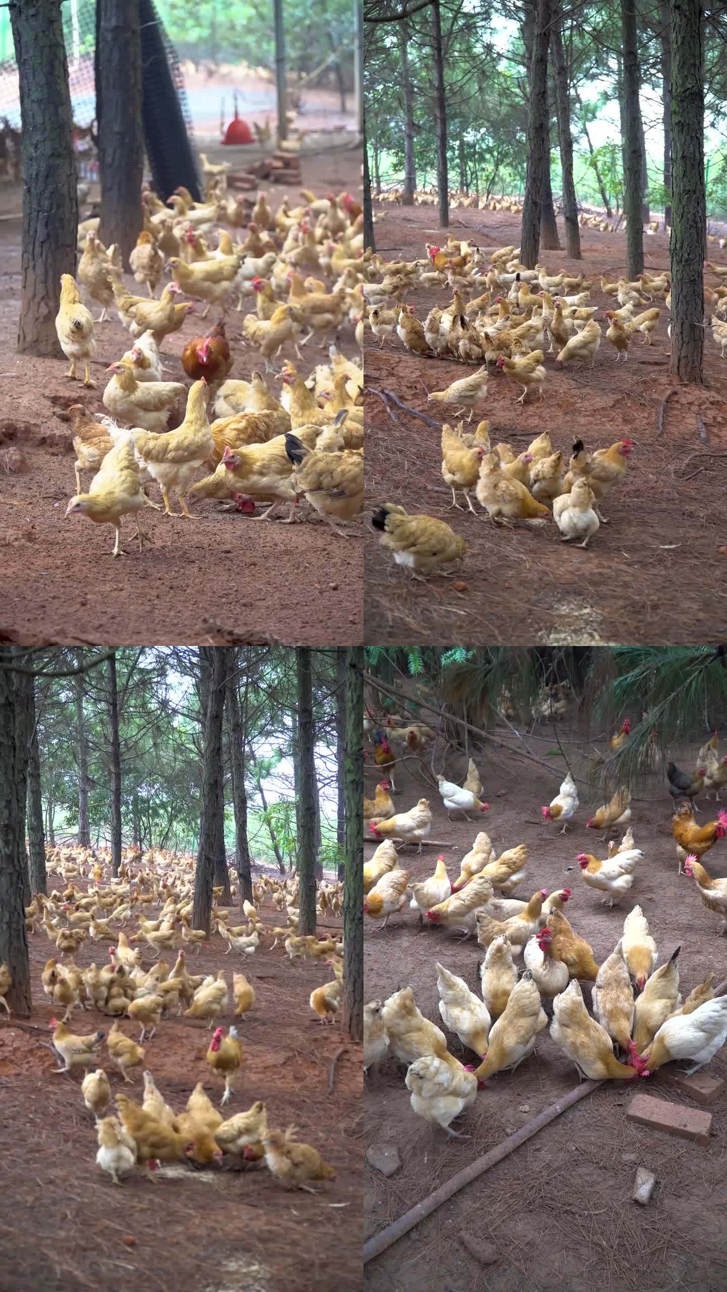 【镜头合集】乡村生态养鸡场竖版（3）