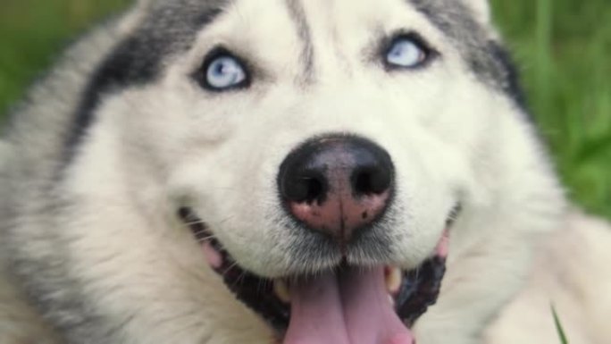 A close-up husky dog, a dog with blue eyes and whi