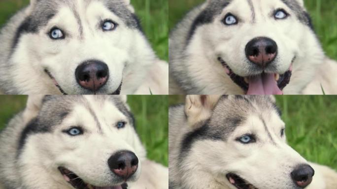 A close-up husky dog, a dog with blue eyes and whi
