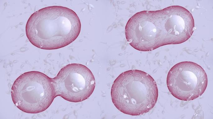 精子和人类卵子细胞分裂精子卵子结合视频素