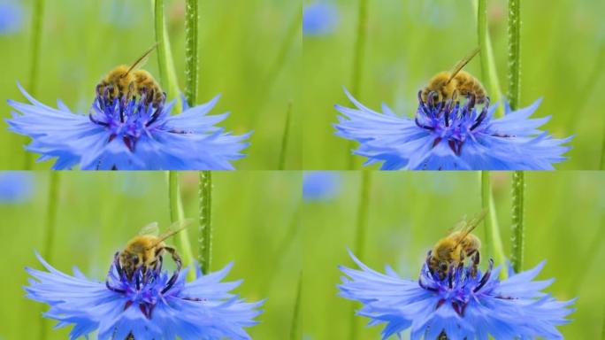 慢动作飞行蜜蜂覆盖着花粉，从蓝色菊苣花中收集花蜜。春天菊苣花关闭。宏射蜜蜂授粉春天紫色花朵盛开。