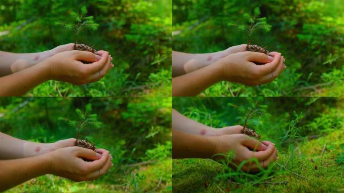 自然绿色森林中的雌性手握芽王尔德松树。地球日拯救环境概念。育苗林种植。