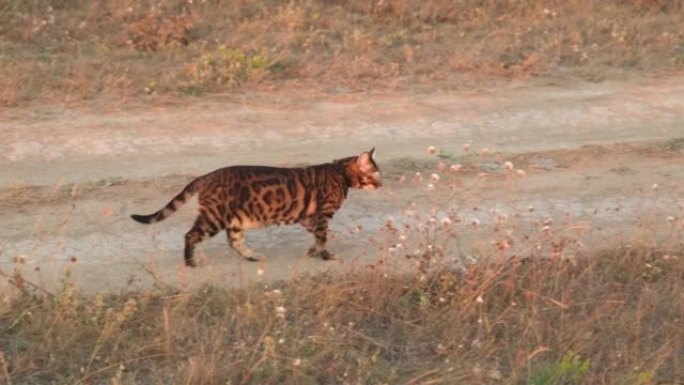 一只美丽的孟加拉猫走过田野。夕阳下的奢华动物。黄金时刻