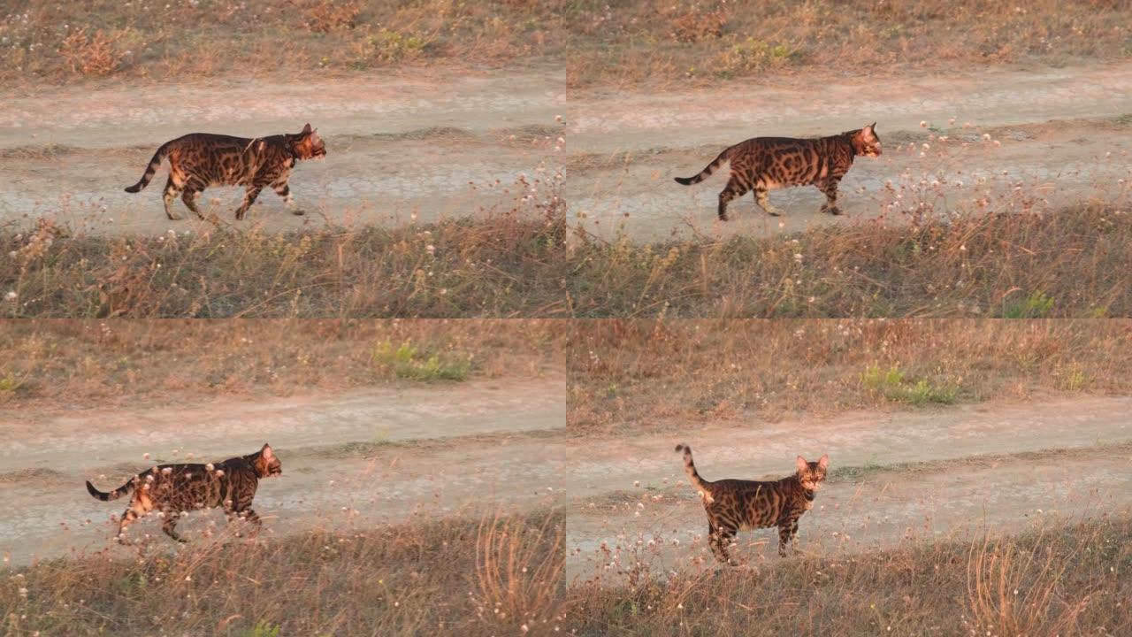 一只美丽的孟加拉猫走过田野。夕阳下的奢华动物。黄金时刻