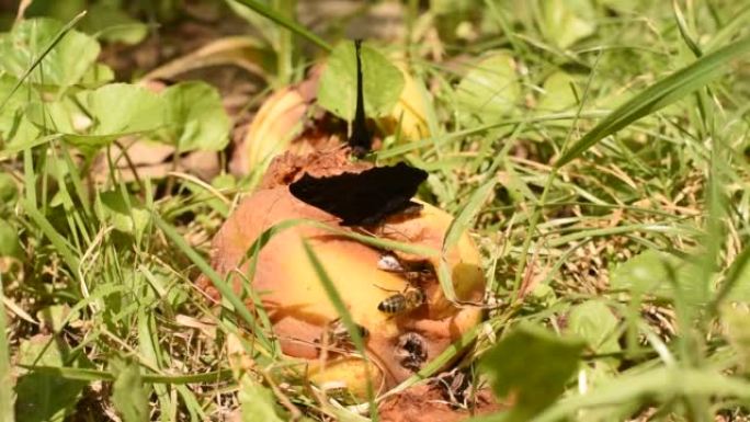 蜜蜂和蝴蝶吃从树上掉下来的苹果。