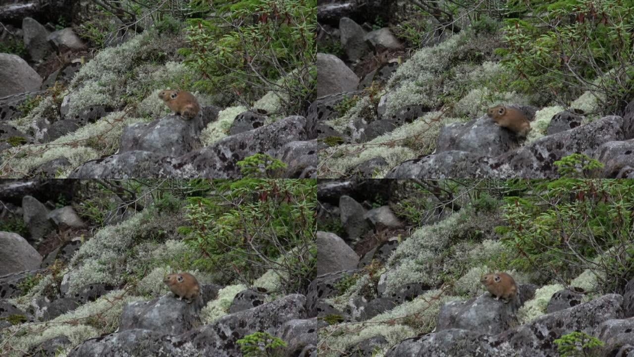 日本鼠兔坐在岩石上