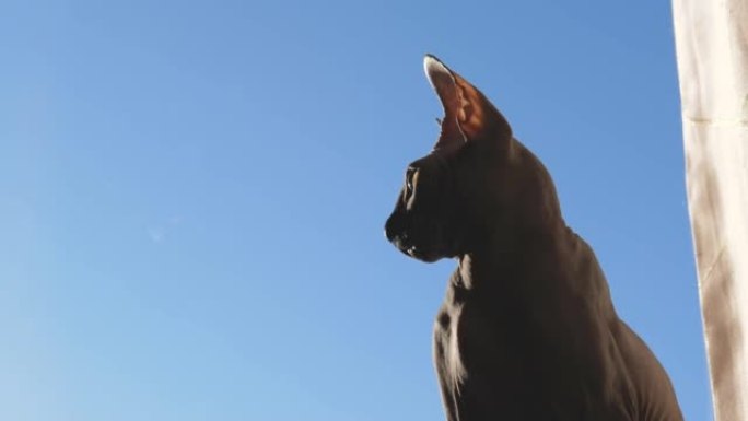 蓝天背景下的sphynx猫的轮廓