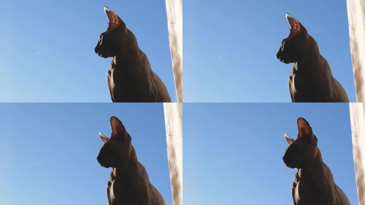 蓝天背景下的sphynx猫的轮廓