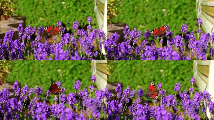 薰衣草灌木花上的彩色蝴蝶