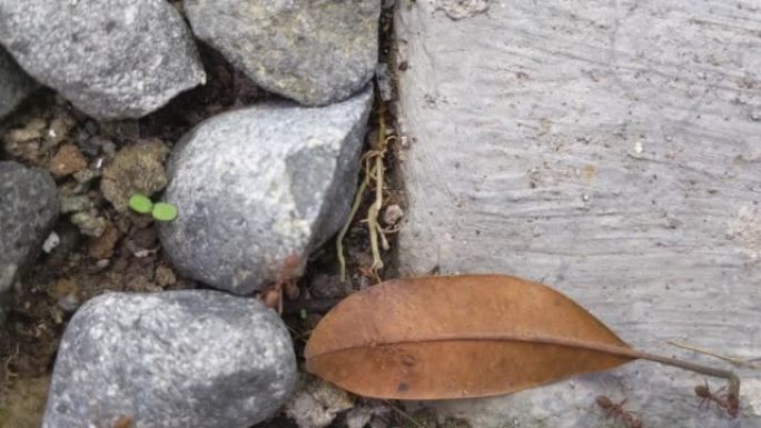 蚂蚁活动，岩石上的蚂蚁